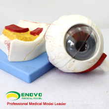 EYE05(12529) Medical Anatomy Eyeball Model, 5 times full-size, 7 parts, Ear-Eye-Nose-Throat Models > Eye Models
